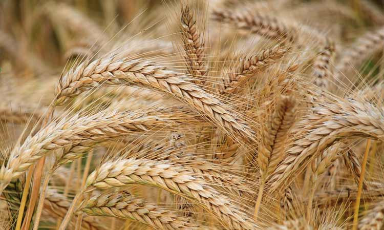 Five Tips for Dealing with Food Allergies