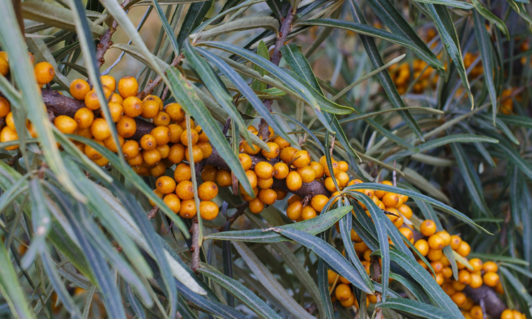 Not All Sea Buckthorn Products Are Created Equal