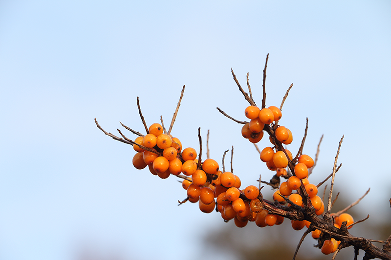 The Truth About Palmitic Acid