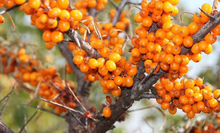 Education: About Sea Buckthorn