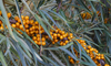 /blogs/health/not-all-sea-buckthorn-products-are-created-equal