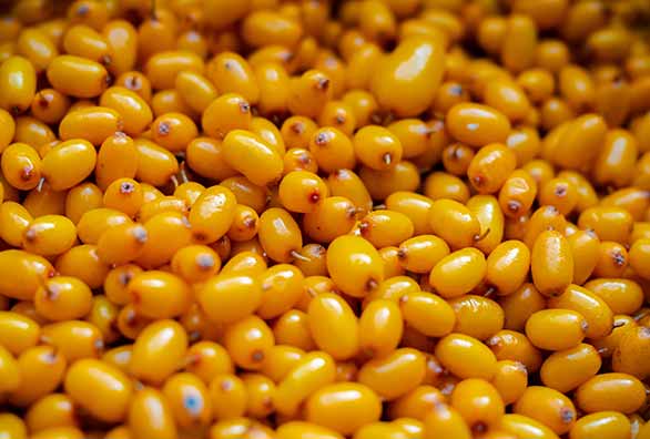 Understanding Sea Buckthorn Oil’s Multi-Purpose Benefits