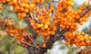/blogs/health/education-about-sea-buckthorn