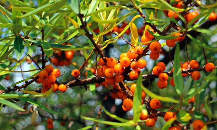 Everything You Wanted to Know About Sea Buckthorn