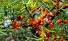 /blogs/health/everything-you-wanted-to-know-about-sea-buckthorn