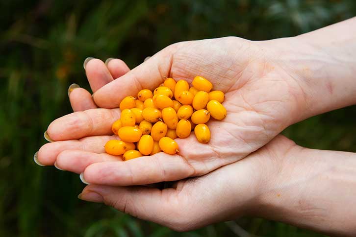 Top 6 Benefits of Sea Buckthorn Oil