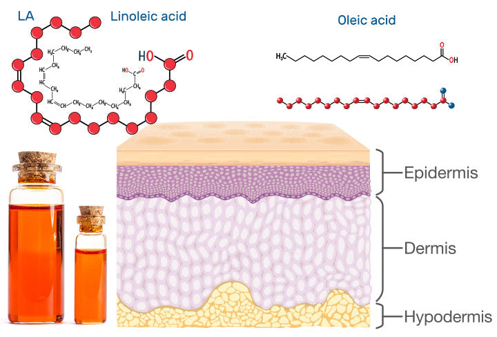 Why are Linoleic and Oleic Acid Important and How to Use Them?