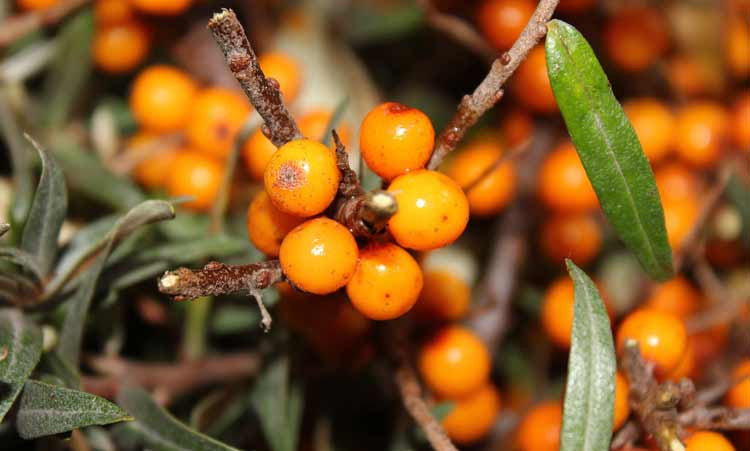 Sea Buckthorn is the Best Source of Omega-7