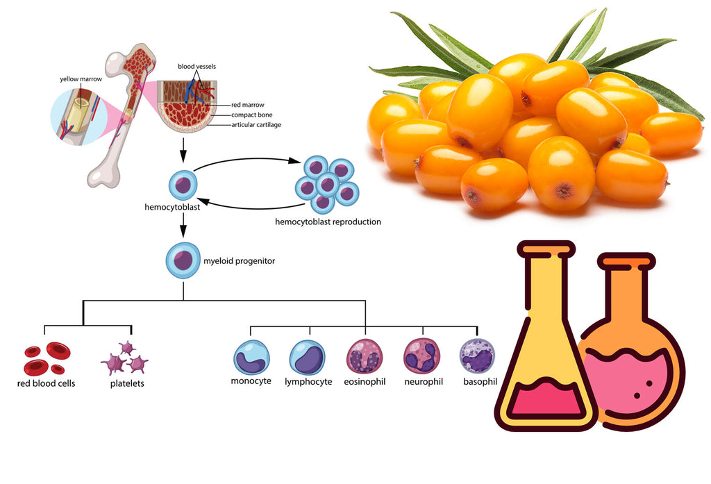 Sea Buckthorn Extract Activates Stem Cell Function in Human Study