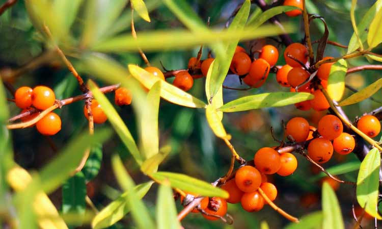 The Great Nutrition in Sea Buckthorn