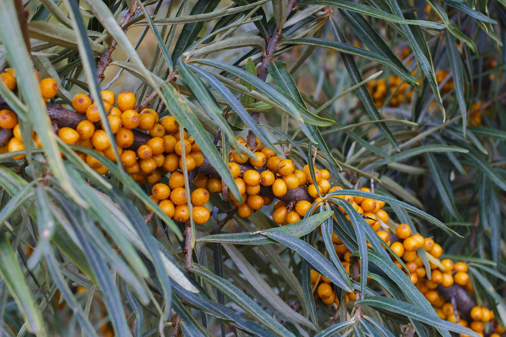 Why Sea Buckthorn is the Best Source for Omega 7