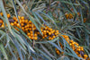 /blogs/health/why-sea-buckthorn-is-the-best-source-for-omega-7