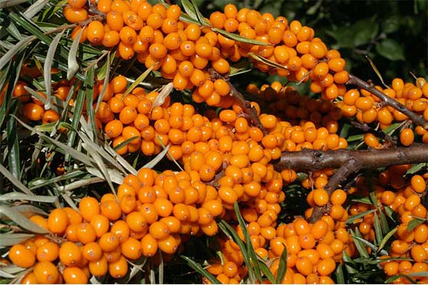 What do New Studies Say about Sea buckthorn Oil?