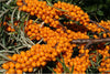 /blogs/news/what-do-new-studies-say-about-sea-buckthorn-oil