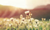 /blogs/health/staying-healthy-during-springtime